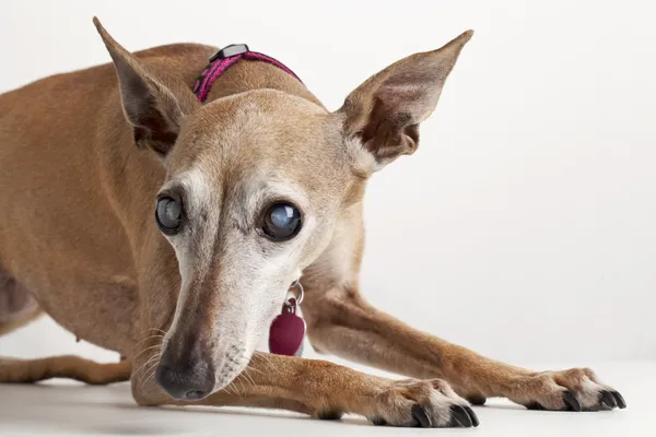 Starý slepý pes — Stock fotografie