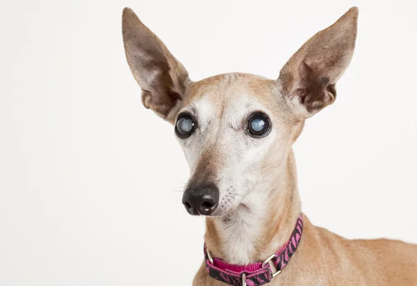 Γέρικο σκυλί με καταρράκτη στα μάτια — Φωτογραφία Αρχείου
