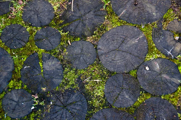 Mossy Log — Fotografie, imagine de stoc
