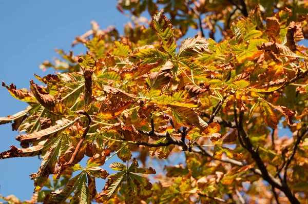 秋の光の中でカラフルな栗の木 — ストック写真