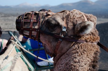 dromedary gezi Lanzarote