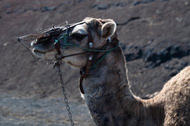 dromedary Lanzarote