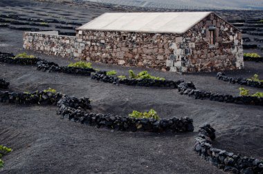 Lanzarote şarap