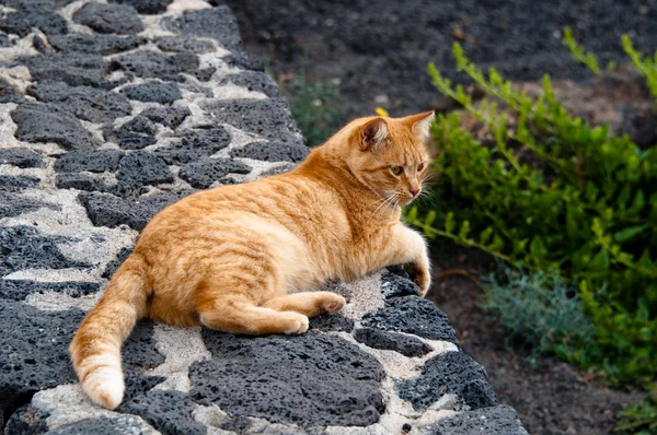 Золотая кошка — стоковое фото