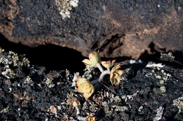 ランサローテ島の土壌 — ストック写真