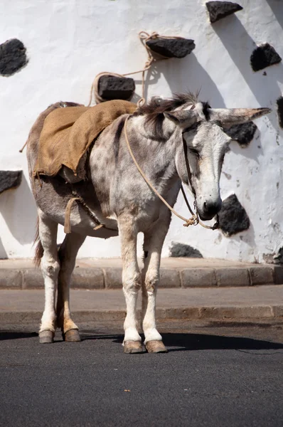 西班牙驴 — 图库照片