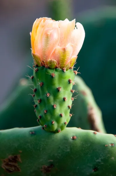 Gele prickly pear Cactusbloem — Stockfoto