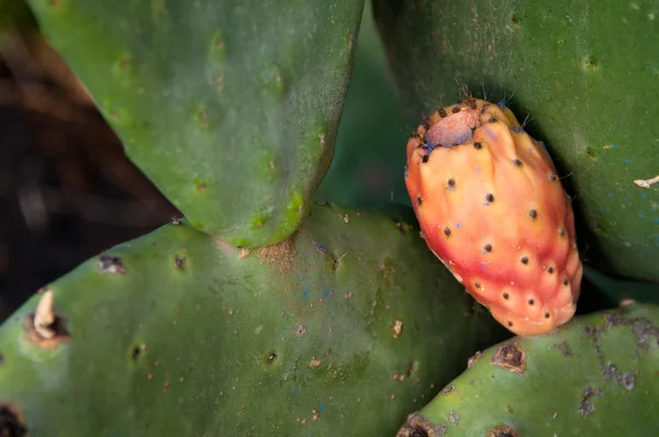 Frutta del cactus ficcanaso — Foto Stock