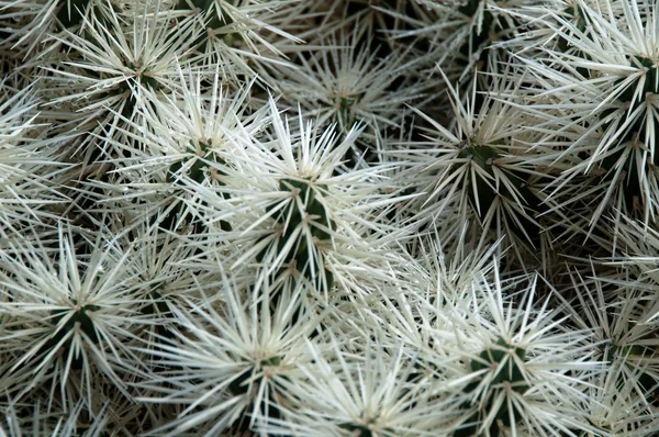 Cactus bianco e verde — Foto Stock
