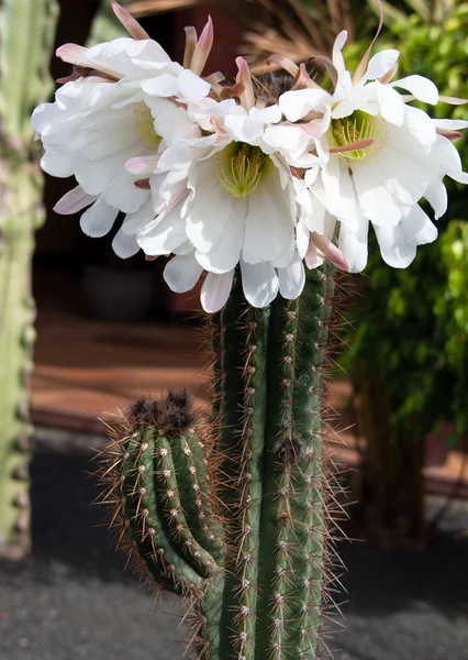 Saguaro cactus bloei — Stockfoto