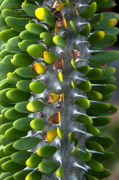 Green Cactus — Stock Photo, Image