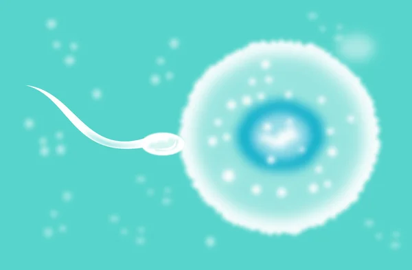 Œuf fertilisant cellules spermatozoïdes — Photo