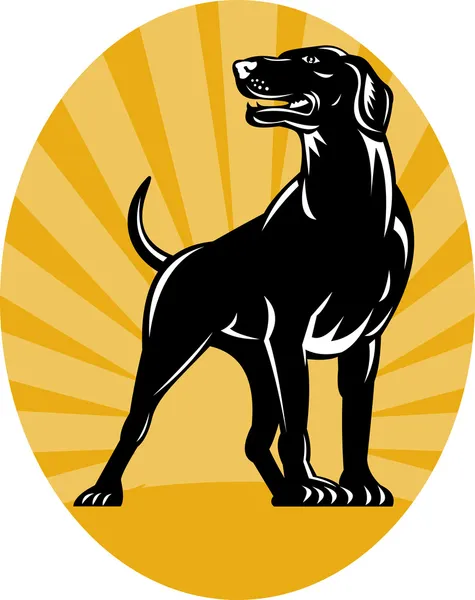 Pointer dog with sunburst retro style — Stock Photo, Image