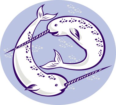 Narwhal Monodon monoceros unicorn whale clipart