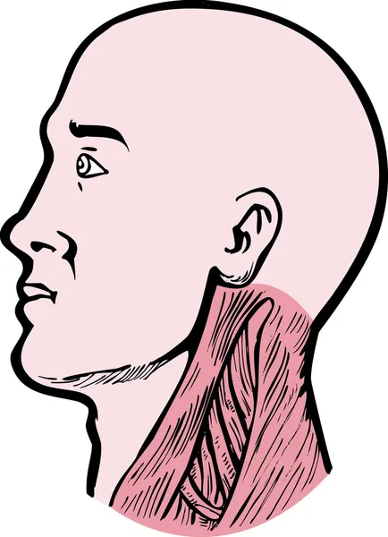 Lidské anatomie hlavy krční svaly — Stock fotografie