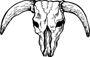 Texas longhorn bull skull clipart