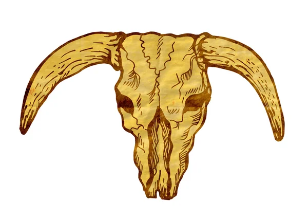 Texas longhorn stier schedel — Stockfoto