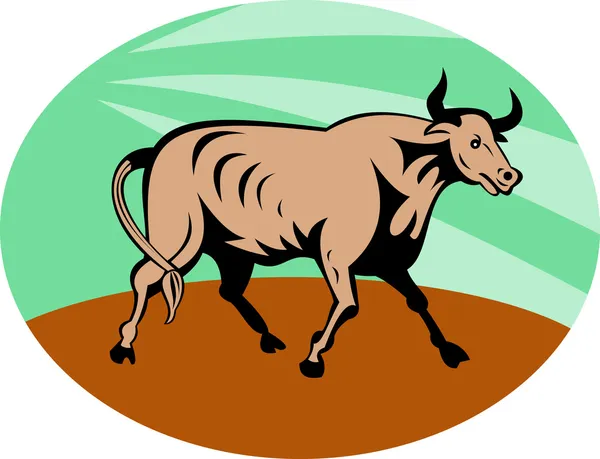 Raging texas longhorn bull charging — Stock Photo, Image