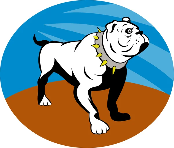 Stolt engelsk bulldog eller bokserhund – stockfoto