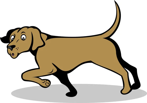 Confused pointer dog — Stock Photo, Image