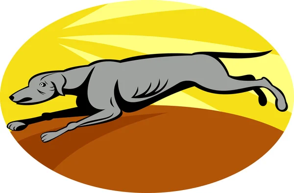 Greyhound dog running — Stock Photo, Image