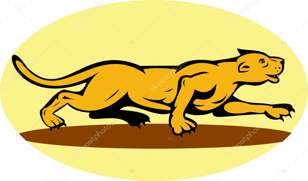 Puma or mountain lion prowling