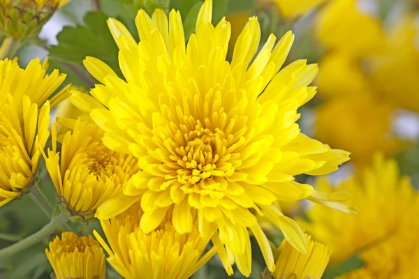 stock image Yellow daisy