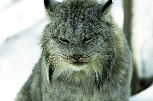 Lynx canadien — Photo