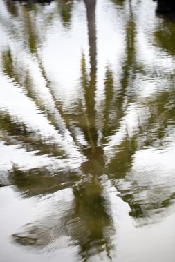 reflexión de palmera en estanque de agua de mar