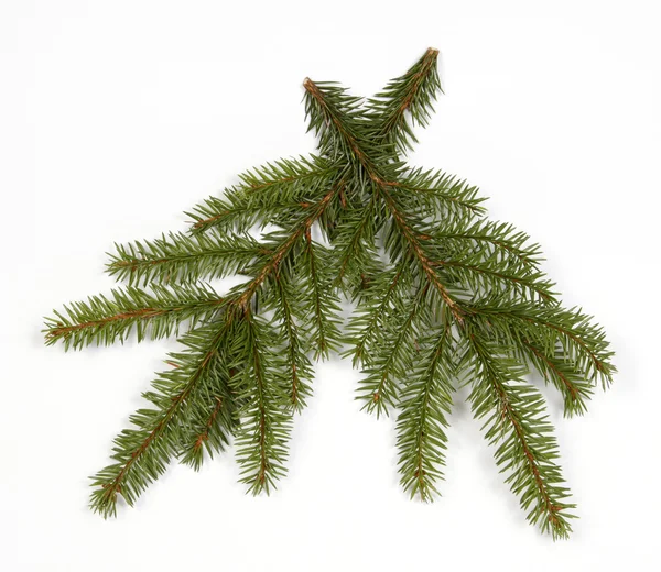 Twigs of the spruce — Stock Photo, Image