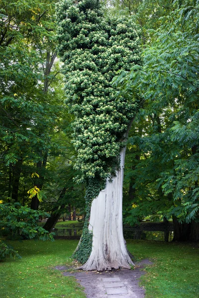말린된 나무 — 스톡 사진