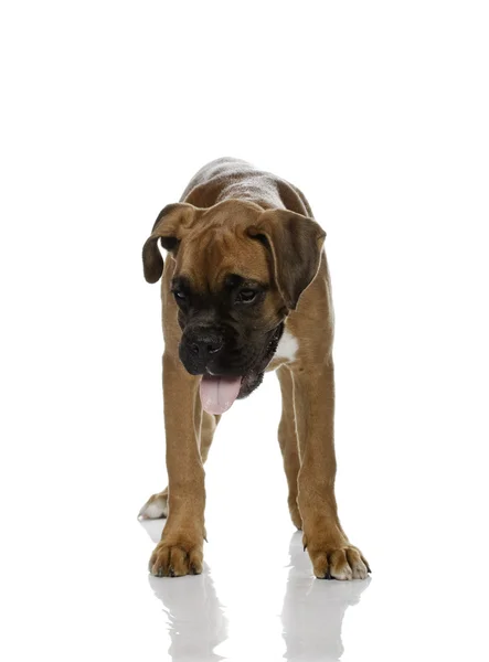Welpen-Boxer im weißen Hintergrund — Stockfoto