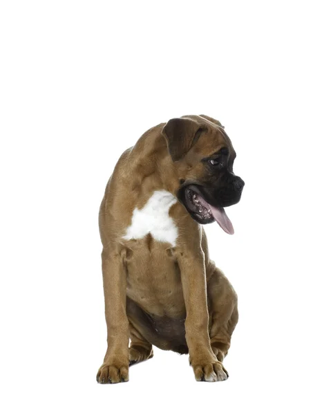 Köpek yavrusu boxer beyaz arka planda — Stok fotoğraf
