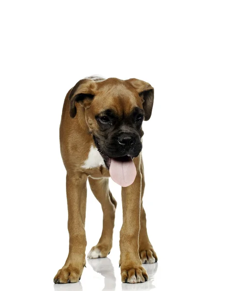 Filhote de cachorro Boxer em fundo branco — Fotografia de Stock