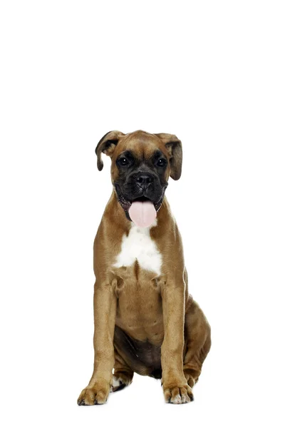 Welpen-Boxer im weißen Hintergrund — Stockfoto