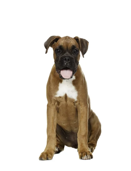Cachorro Boxer en fondo blanco —  Fotos de Stock