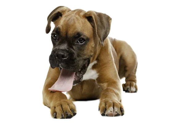 Köpek yavrusu boxer beyaz arka planda — Stok fotoğraf