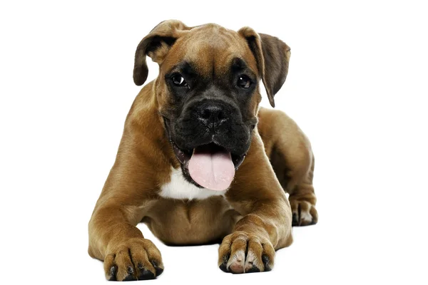 Cachorro Boxer en fondo blanco —  Fotos de Stock