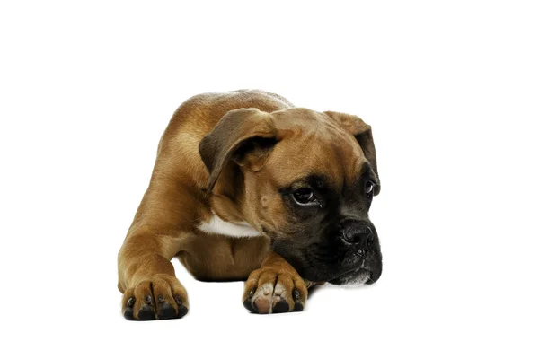 stock image Puppy Boxer in white background