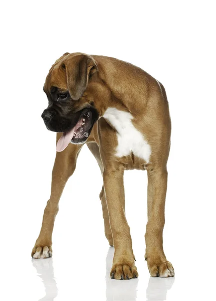 Puppy Boxer in white background — Stock Photo, Image