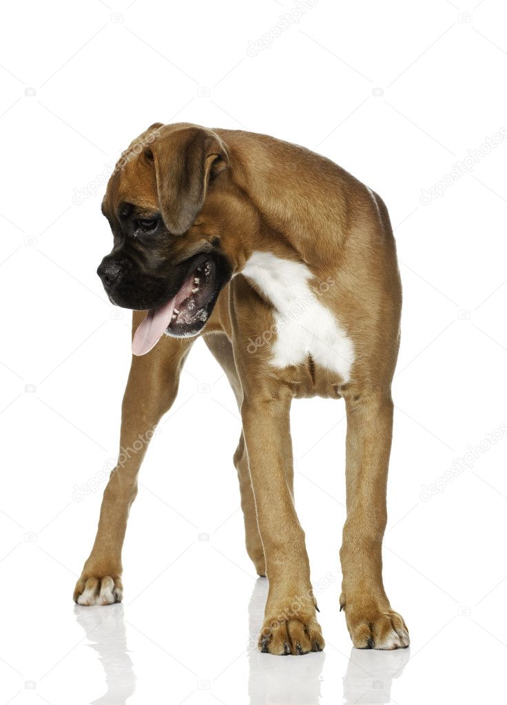 Puppy Boxer in white background