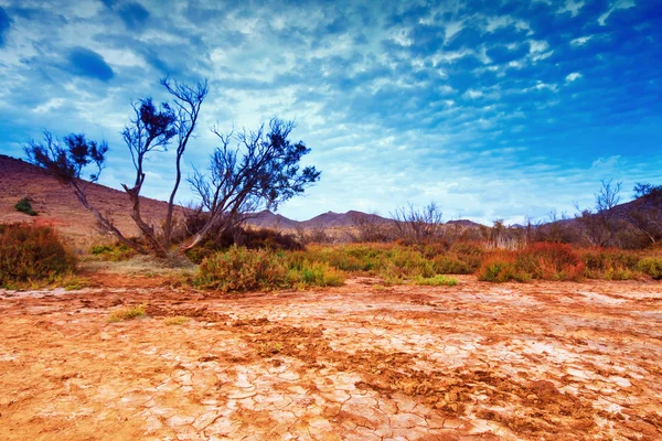 砂漠、スペイン、アンダルシア、アルメリアの砂丘のそばの木 — ストック写真