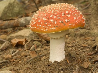 Amanita