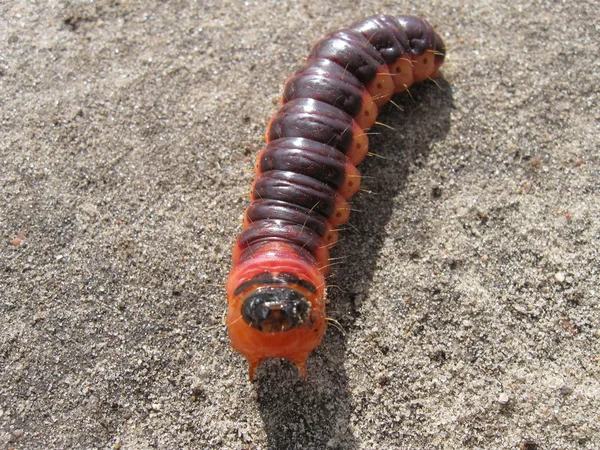 stock image Caterpillar