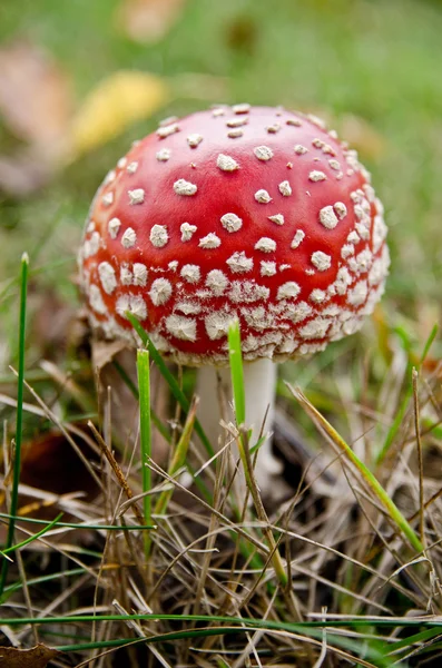 stock image Red mushroom