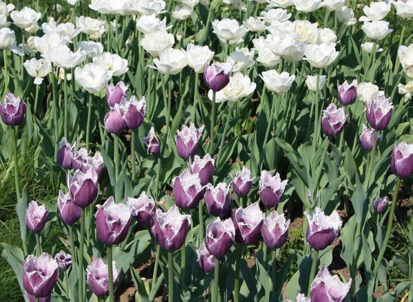Tulips many — Stock Photo, Image