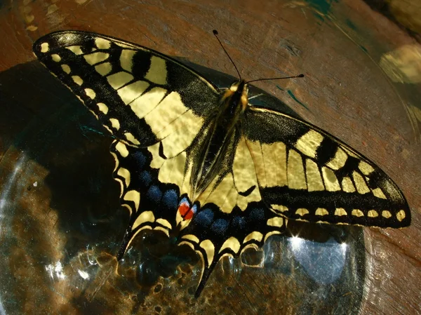 Motyl w słoik — Zdjęcie stockowe