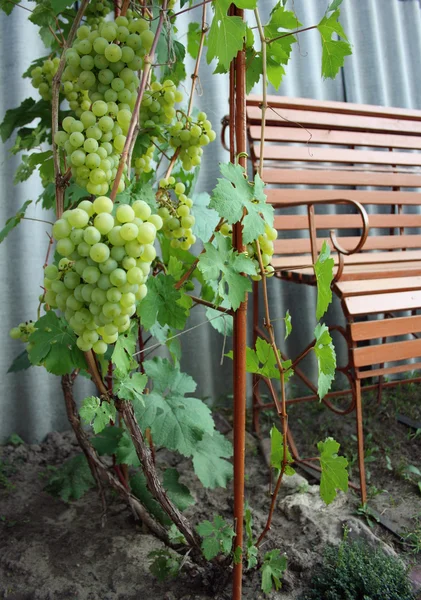 Druiven op de wijnstok — Stockfoto
