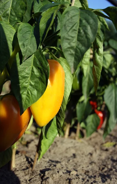 Γλυκό πιπέρι στο φυτικό κήπο — Φωτογραφία Αρχείου