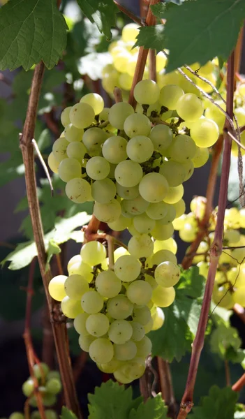 Un racimo de uva —  Fotos de Stock